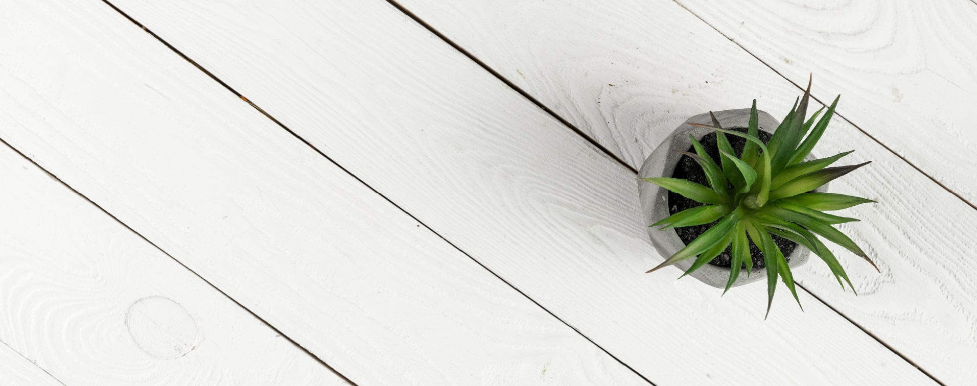 white wooden floor with plant